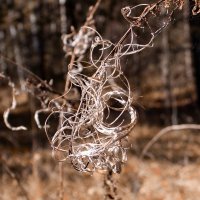 кудряшки природы :: Владимир Зеленцов