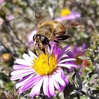 Осенняя пчела-2 :: Асылбек Айманов