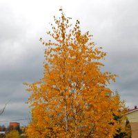 Осенняя красавица-береза :: Светлана 