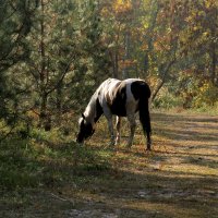 Осенние прогулки. :: barsuk lesnoi