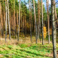 Сосновый лес осенью. (Снято на Nikon d40) :: Анатолий Клепешнёв