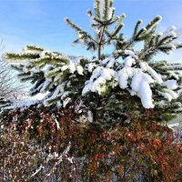 Первые хлопушки полетели с неба. :: ЛЮДМИЛА 