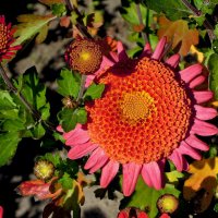 Хризантемы цвет - октября привет... :: Тамара Бедай 