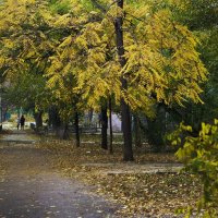 Осень на улицах города :: barsuk lesnoi