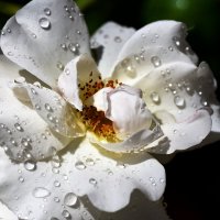 запах дождя и розы. :: Tatiana Kolnogorov