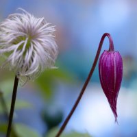 clematis :: Zinovi Seniak