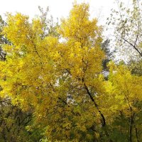 yellow tree :: galina kremlyowa
