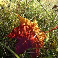 "Чудесна осени листва - Частичка золотого света"... :: Galina Dzubina