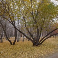 Многоствольные деревья :: Андрей Макурин