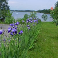 Тракайский замок. Литва :: Светлана Хращевская