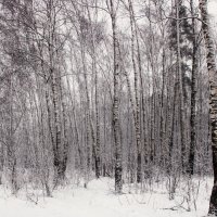 Зимний лес. :: веселов михаил 