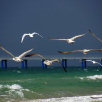 Чайки над морем. :: Ирина Лядова