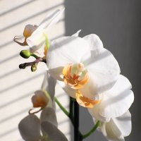 Орхидея :: Михаил Лесин