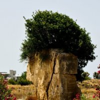 дерево в камне :: олег 