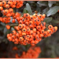 06.10.13 Пираканта алая (Pyracantha coccinea) :: Борис Ржевский