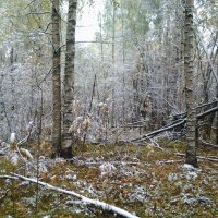 Сентябрь. Снег в лесу. :: Елена Бушуева