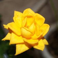 Желтая роза :: Елена Рязанова