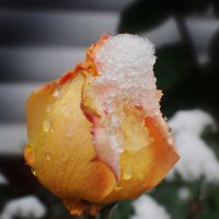 роза в снегу :: Римма Федорова