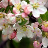 цветущая яблоня на г. Бештау :: Валентина Лексикова