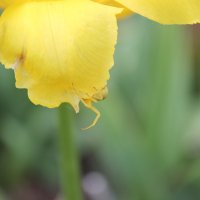 Желтый паучок на желтом тюльпане :: Натали 