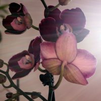 Орхидея :: Виктория Пышненко