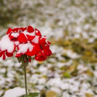 Певый снег :: Татьяна Полякова