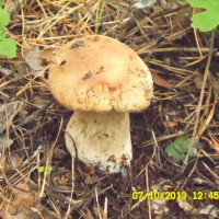 Белый гриб :: Владимир Цапенко