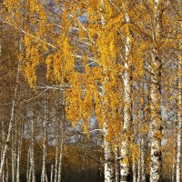 Золотая осень :: Olenka 