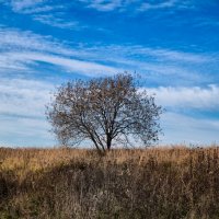 Осень в поле рыскает :: Леонид Кубарев