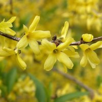 01.04.08 Форзиция европейская — Forsythia europaea), семейство Маслинные :: Борис Ржевский