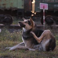 Не на коротком поводке :: Анастасия Аверина