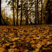 Осенний лес :: Алексей AvalonPR