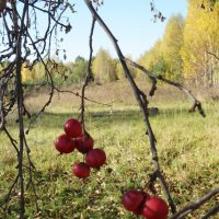 райские яблочки :: Svetlana Shalatonova