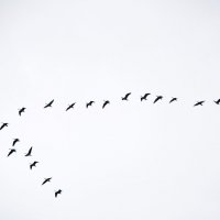 Перелетные птицы :: Виктор Алеветдинов