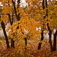 танец желтых листьев :: Виктория Колпакова