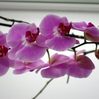 Орхидея :: Владимир Нев
