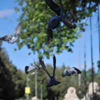 Летите голуби, летите! :: Николай Малявко