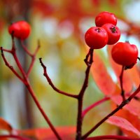 Осенняя красная  рябина :: Алина 
