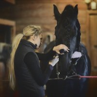 мир фризской лошади :: focusnik василий фролов