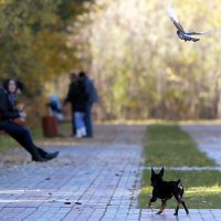 голубь-хранитель :: Олег Петрушов