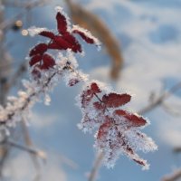 Снежинки :: Наталья Запольских