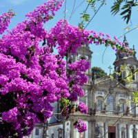 Цветущая Португалия :: Андрей Конин