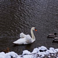 эскорт :: Владимир Зырянов