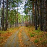 Лесные дороги во дремучем во лесу. :: Мила Бовкун