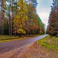 В Мазурском лесу поздней осенью :: Roman Ilnytskyi