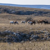 Одичавшие лошадки в Крыму :: Александр Буторин