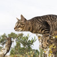 Кот готовится к прыжку :: azambuja 