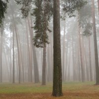 Туман в лесу :: Андрей Снегерёв