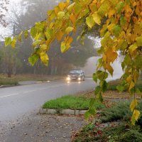 Я выйду утром рано, вдохну глоток тумана, к его густой прохладе тихонько прикоснусь... :: Татьяна Смоляниченко