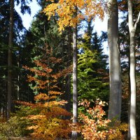 Яркие краски осеннего леса :: tamara *****